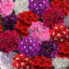 Verbena Flower Seeds - Mix (WINTER)