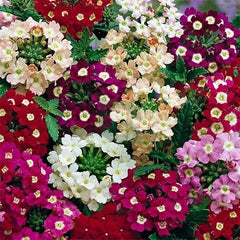 Verbena Flower Seeds - Mix (WINTER)