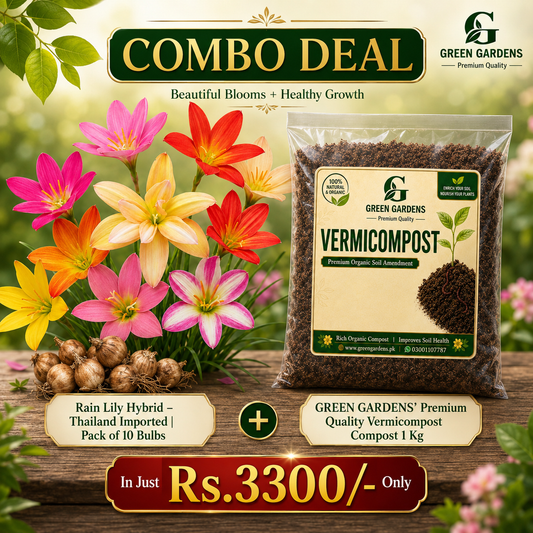 Rain Lily Hybrid & Vermicompost Combo Deal | 10 Bulbs + 1 Kg