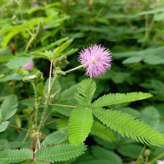 Touch Me Not Seeds (Mimosa) چھوئ موئ