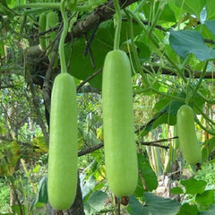 Loki Seeds (Bottle Gourd Long) F1, Hybrid (SUMMER) لوکی