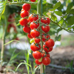 Cherry Vine Tomato Seeds - Red Indeterminate (100 Seeds) {WINTER} چیری ٹماٹر لال- بیل والا