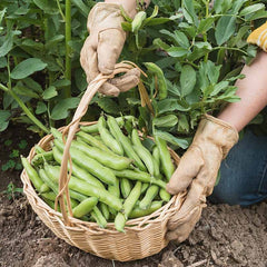 FAVA Beans (Broad Beans) {WINTER}