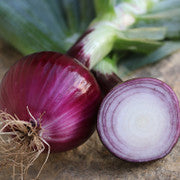 Onion Red Seeds (WINTER)لال پیاز