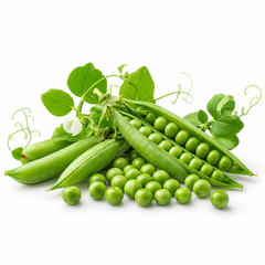 Peas Seeds for Home Gardening in Pakistan | High-Yield Green Peas – GREEN GARDENS