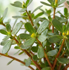 KULFA SAAG Seeds (Purslane) {SUMMER} قُلفہ ساگ