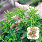 Stevia (Seeds)  سٹیویا کے بیج