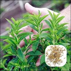 Stevia (Seeds) سٹیویا کے بیج