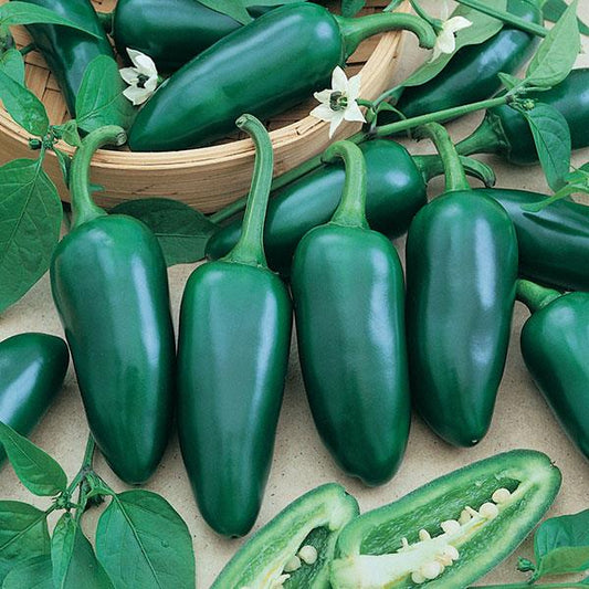 Jalapeno Pepper Seeds Green (SUMMER/ WINTER)