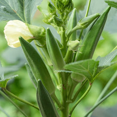 Okra - F1, Hybrid (SUMMER) بھنڈی توری ہائیبرڈ