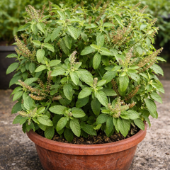 Holy Basil Seeds (Tulsi) / تُلسی