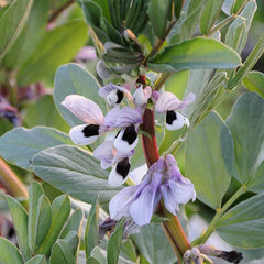 FAVA Beans (Broad Beans) {WINTER}