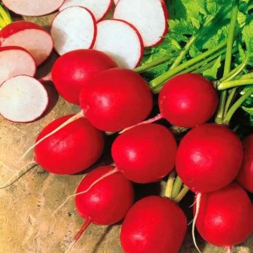 Red Round Heirloom Radish with bright red roots and crisp white flesh – radish seeds for home gardening in Pakistan