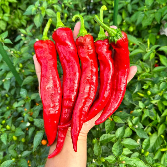 Red Chilli (7-8 inch Long) {WINTER/ SUMMER} لال مرچ