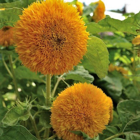 Sunflower Seeds - Double Tall (SUMMER)