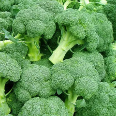 Broccoli Seeds - F1 Hybrid (WINTER) براکلی