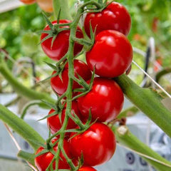 Cherry Vine Tomato Seeds - Red (100 Seeds) {WINTER} چیری ٹماٹر لال- بیل والا