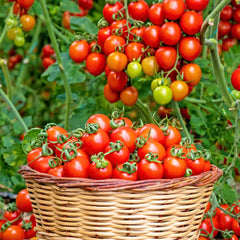 Cherry Vine Tomato Seeds - Red Indeterminate (100 Seeds) {WINTER} چیری ٹماٹر لال- بیل والا