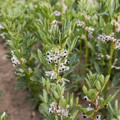 FAVA Beans (Broad Beans) {WINTER}