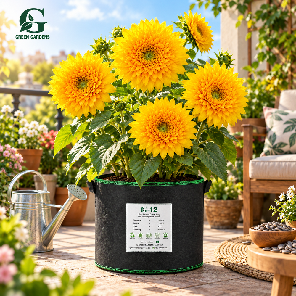 Double Tall SunGold sunflower in GREEN GARDENS G-12 grow bag on sunny home garden terrace
