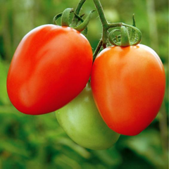 Tomato F1 Hybrid - TO-1057 (Syngenta) {WINTER/ SUMMER}