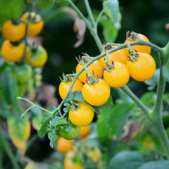 Cherry Tomato – Yellow Determinate (WINTER)