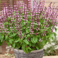 Tukh Malanga Seeds, (WINTER)