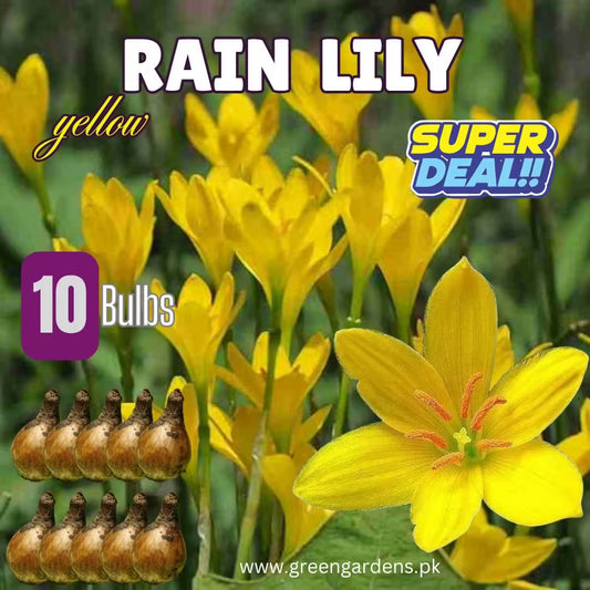 Rain Lily Yellow – Super Deal (PACK OF 10 BULBS)