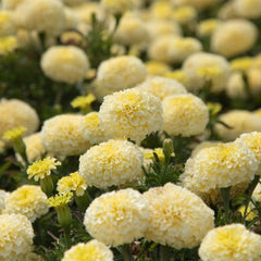 African Marigold –White (PanAmerican Seed)