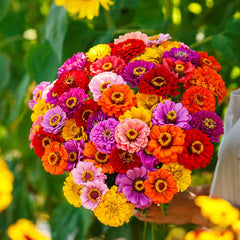 Zinnia California Giant Seeds - Mix (Summer)