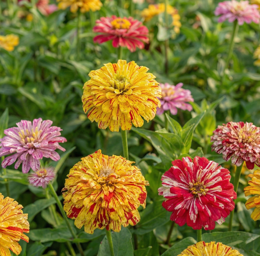 Zinnia Candy Stripe Seeds (SUMMER) زینیا کینڈی