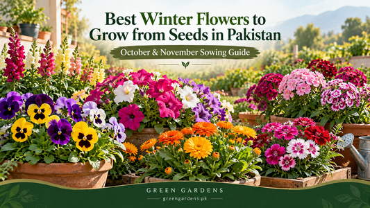 Best winter flowers to grow from seeds in Pakistan - GREEN GARDENS