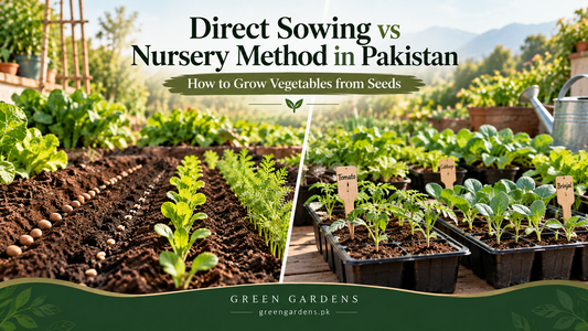 Direct sowing versus nursery method for vegetable seeds in Pakistan - GREEN GARDENS