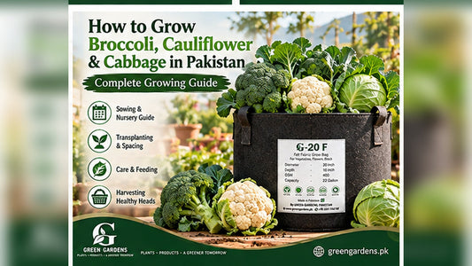 How to grow broccoli cauliflower and cabbage in Pakistan - GREEN GARDENS