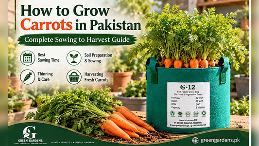 How to grow carrots in Pakistan - GREEN GARDENS