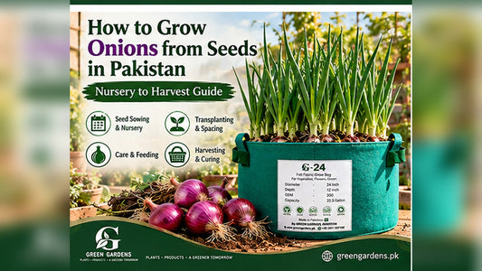How to grow onions from seeds in Pakistan - GREEN GARDENS