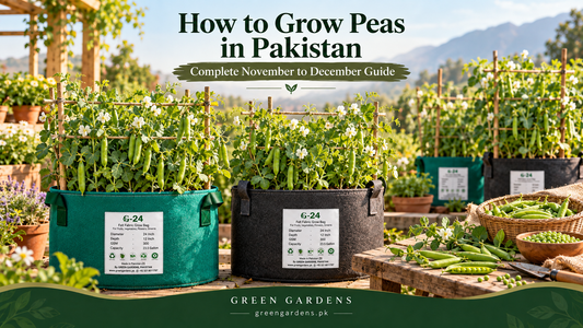 How to grow peas in Pakistan in GREEN GARDENS G-24 grow bags