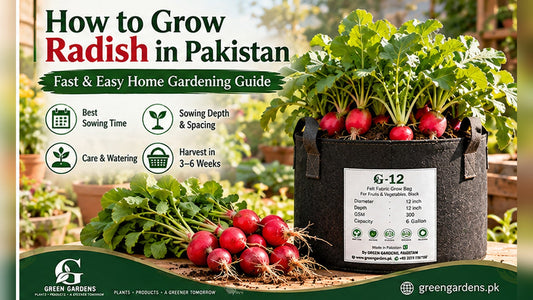 How to grow radish in Pakistan - GREEN GARDENS