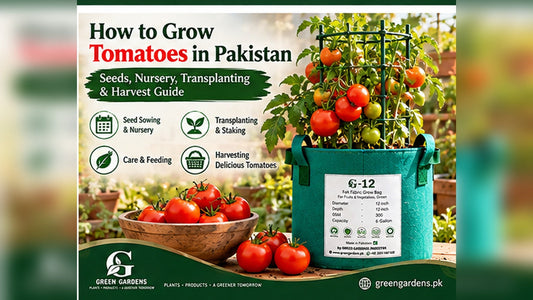 How to grow tomatoes in Pakistan - GREEN GARDENS