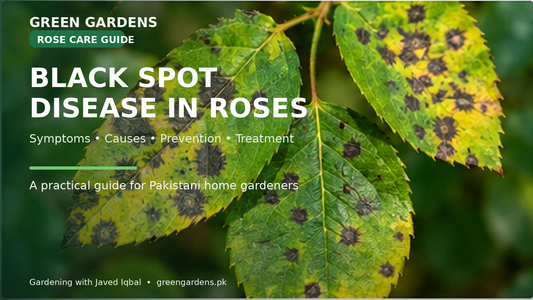 Rose black spot disease symptoms, prevention and treatment guide - GREEN GARDENS Pakistan