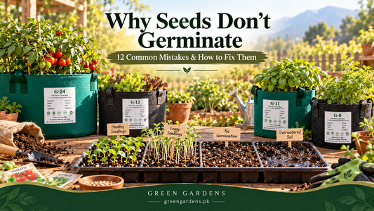 Why seeds don't germinate - common seed germination mistakes - GREEN GARDENS