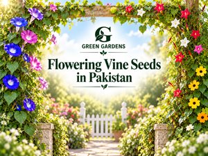 Flowering Vine Seeds in Pakistan