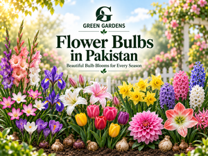 Flower Bulbs in Pakistan