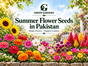 Summer Flower Seeds in Pakistan