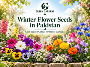 Winter Flower Seeds in Pakistan