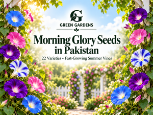 Morning Glory Seeds in Pakistan