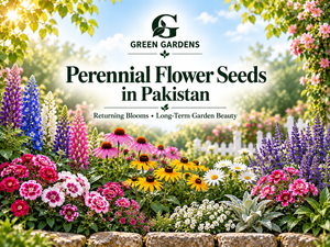 Perennial Flower Seeds in Pakistan