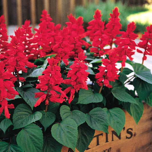 Salvia Red - Perennial Seeds (Winter)