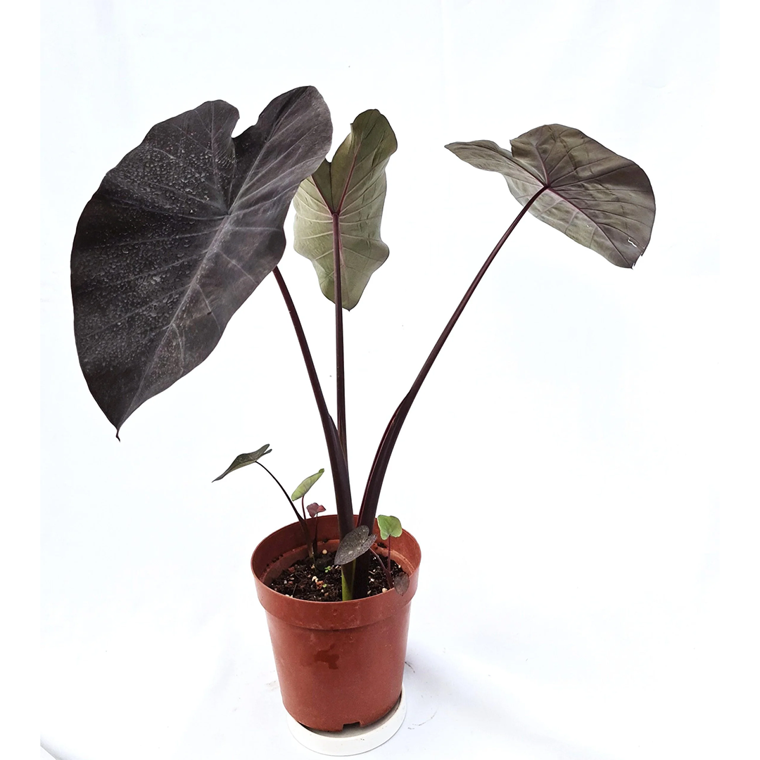 Alocasia Bulbs - Black (Elephant Ear)