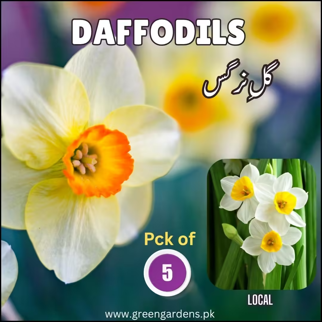 Daffodils Bulbs -Local (Pack of 5)گلِ نرگس